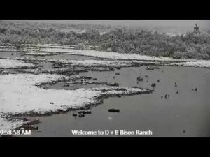 D & B Bison Ranch and wildlife live stream