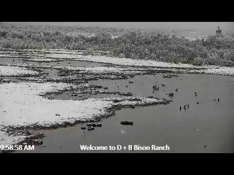 D & B Bison Ranch and wildlife live stream