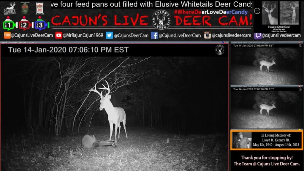 Buck vs Raccoon for Deer Candy on Cajun's Live Deer Cam - In Memory of My Dad!