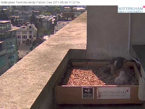 Peregrine Falcon mother feeds 4 chicks on Nottinghamshire Wildlife Trust Nestbox Cam