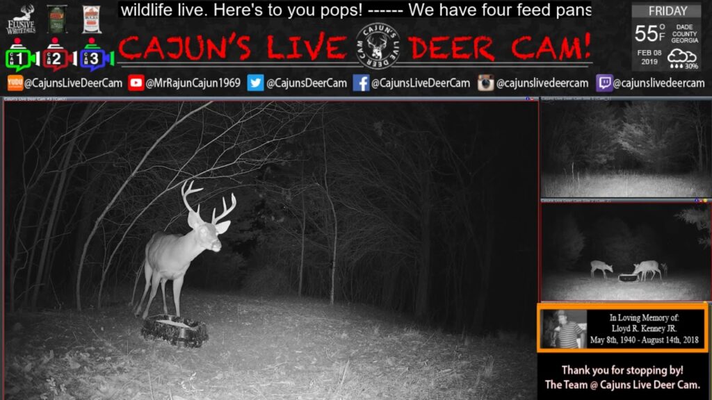 Bucks on Cajuns Live Deer Cam - Fri. Feb. 8th  2019 - In Memory of my Dad