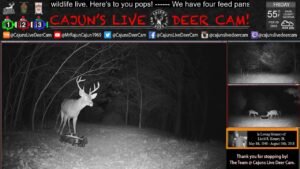 Bucks on Cajuns Live Deer Cam - Fri. Feb. 8th  2019 - In Memory of my Dad