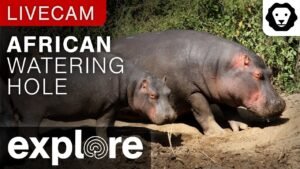 LIVE STREAM ANIMAL African Watering Hole Camera