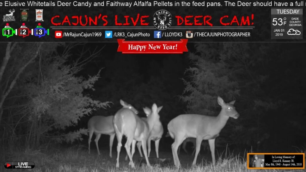 LIVE Doe Party - Cajun's Live Deer Cam - Deer Cam  - Jan. 1st, 2018 ... In Memory of my Dad!