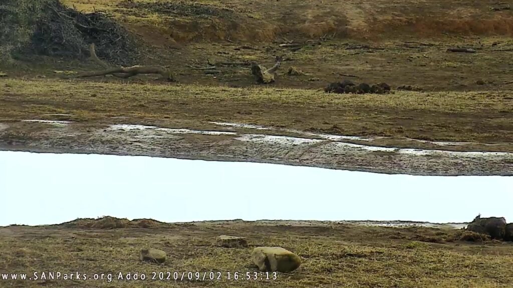 SANParks Addo Camera Live Stream