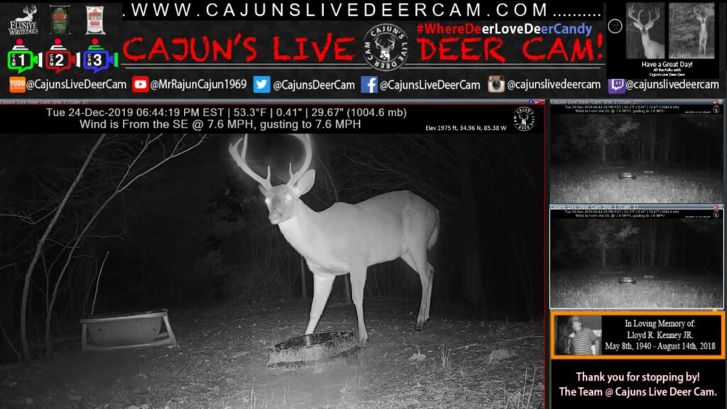 Christmas Eve Buck on Cajun's Live Deer Cam eating Deer Candy - In Memory of My Dad!