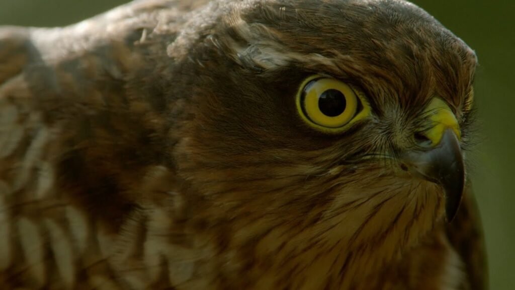 How sparrowhawks catch garden birds - Life in the Air: Episode 2 Preview - BBC One