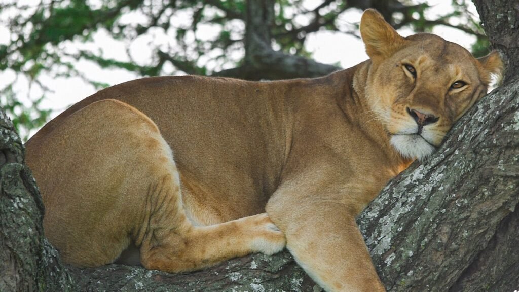 Ngorongoro Crater Live Streaming