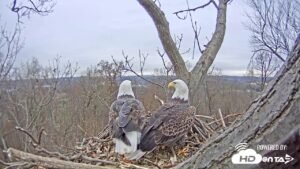 2018 - Hanover, PA Bald Eagles - New Live Cam View!