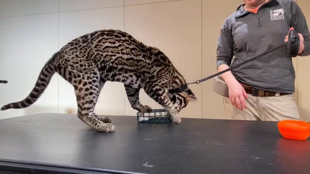 Home Safari - Ocelot Sihil - Cincinnati Zoo