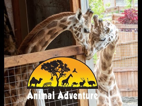 Johari & Oliver Giraffe Cam - Animal Adventure Park