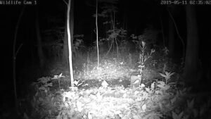 Wildlife Webcam 1 Live Stream